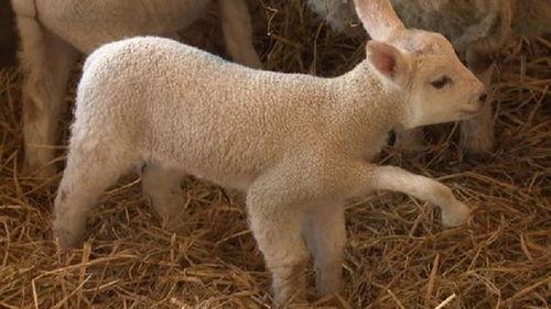 小羊最新爆料视频大全播放,精彩瞬间尽收眼底 第2张 小羊最新爆料视频大全播放,精彩瞬间尽收眼底 第2张